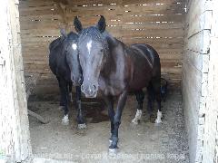 PaciMánia.hu lovas kép : Lovas fotó